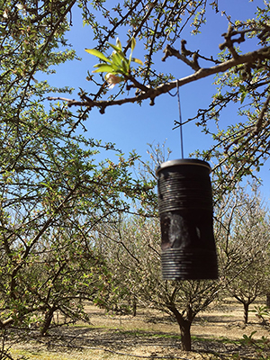 NOW egg trap in tree