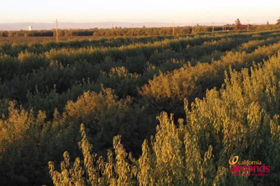 Irrigation Tools - Video