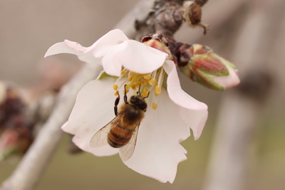 Pollination Tools - Video