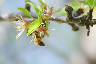 Pollination Tools - Video