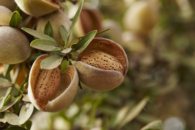 Almond in Hull and Shell
