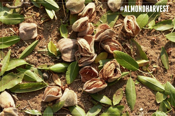 almond harvest