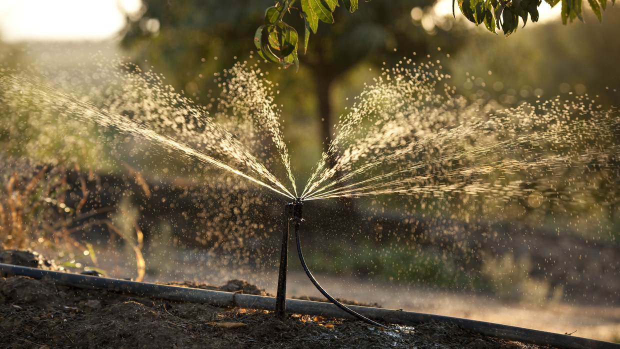 Yes, Almonds Use Water. Here's the Rest of the Story