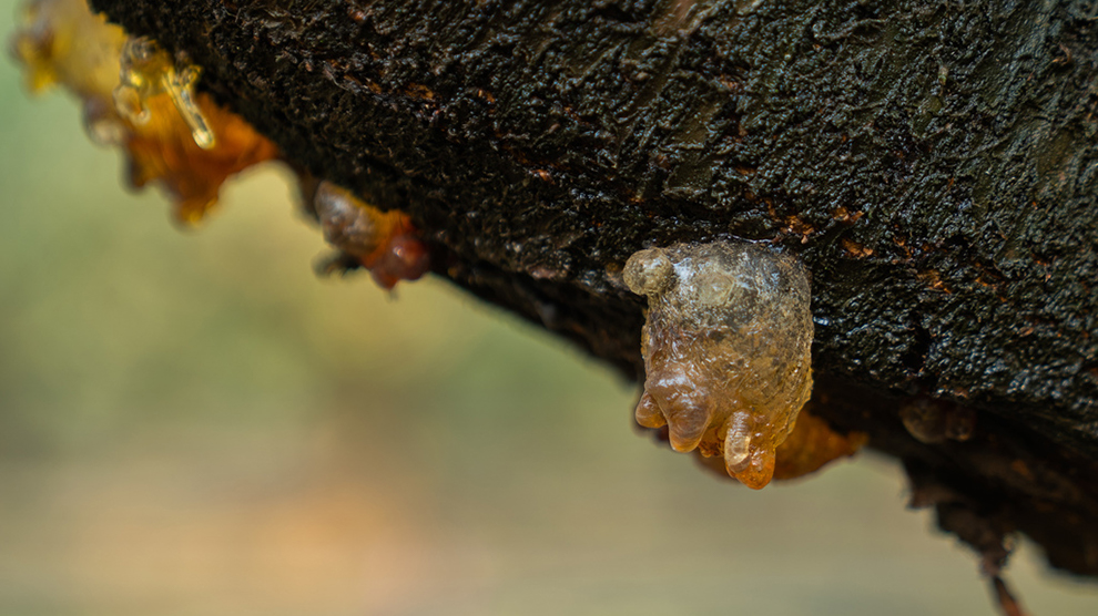 canker disease.jpg 