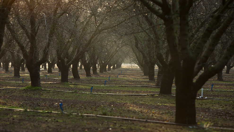 Land IQ Releases 2020 Final Estimate of California Almond Acreage
