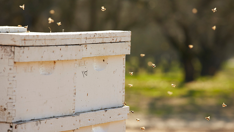 Africanized Bee article photo.jpg 