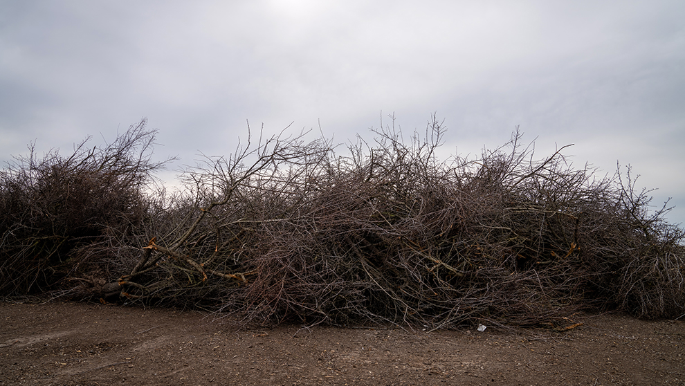 Prunings_ITO.jpg