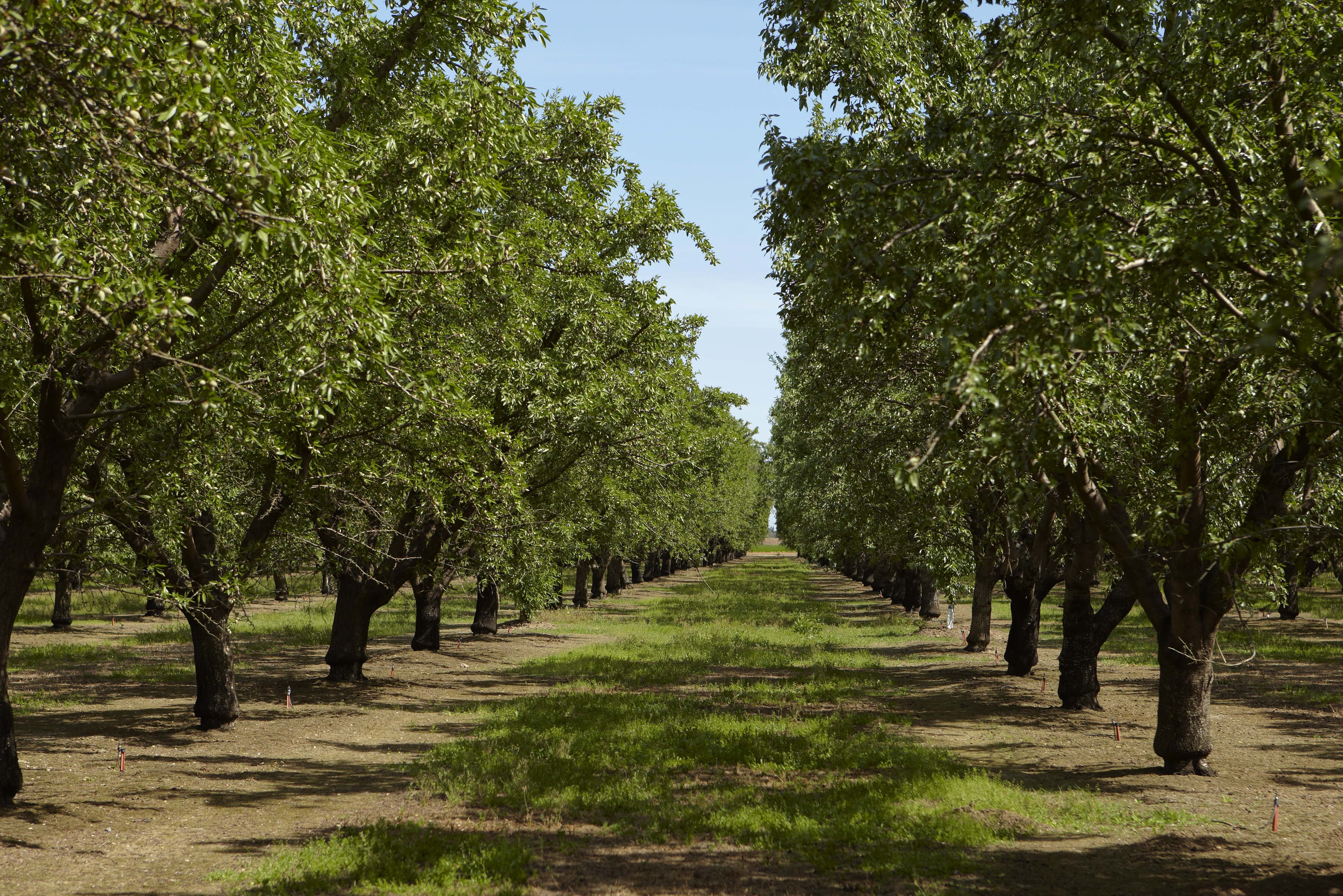 Almond Orchard