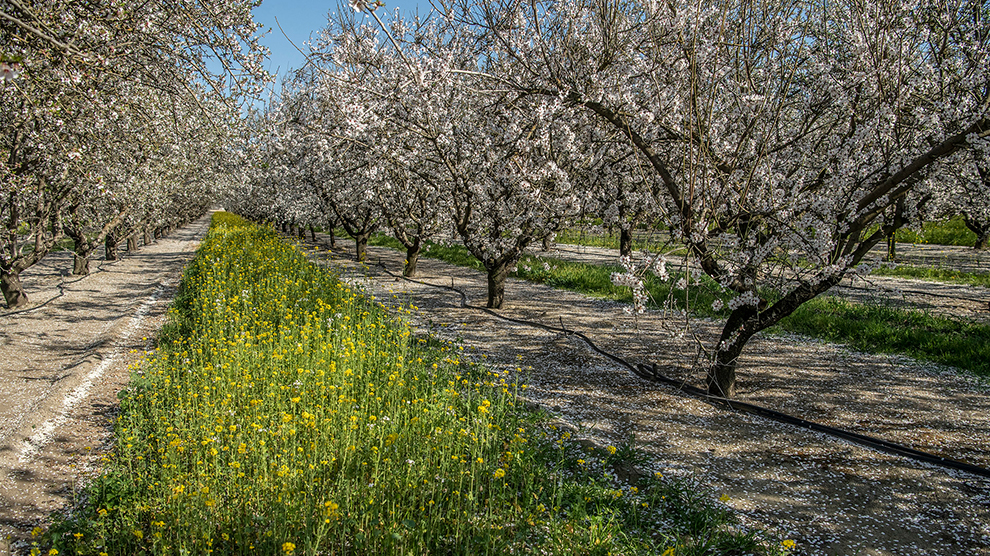 cover crop_during bloom_Gemperle Farms.jpg 