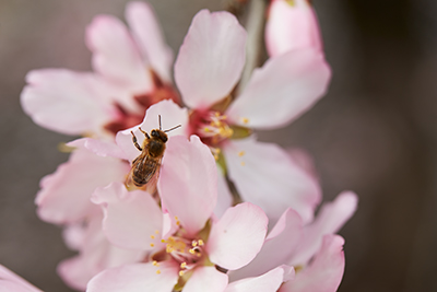 finding bees.jpg