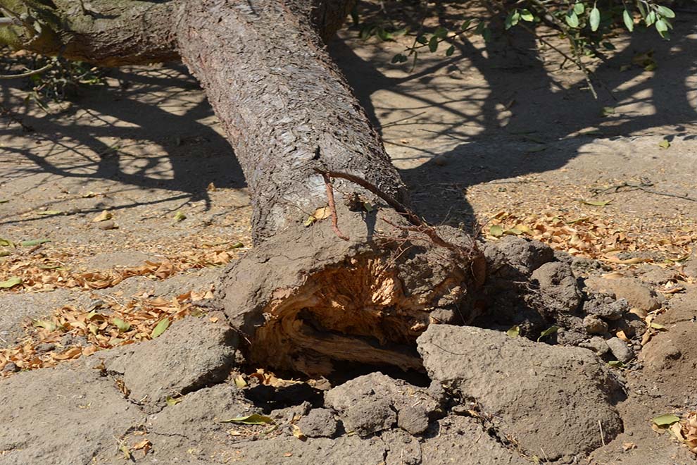 Ganoderma_credit Bob Johnson.jpg 