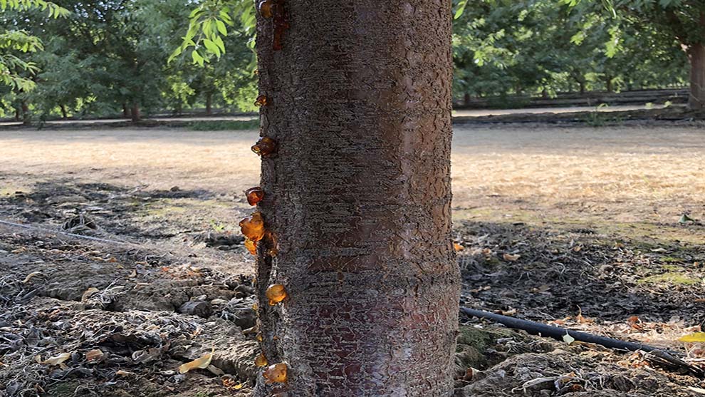 Phytophthora_soil borne.jpg