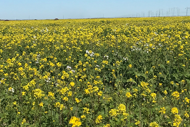 Cover Crops