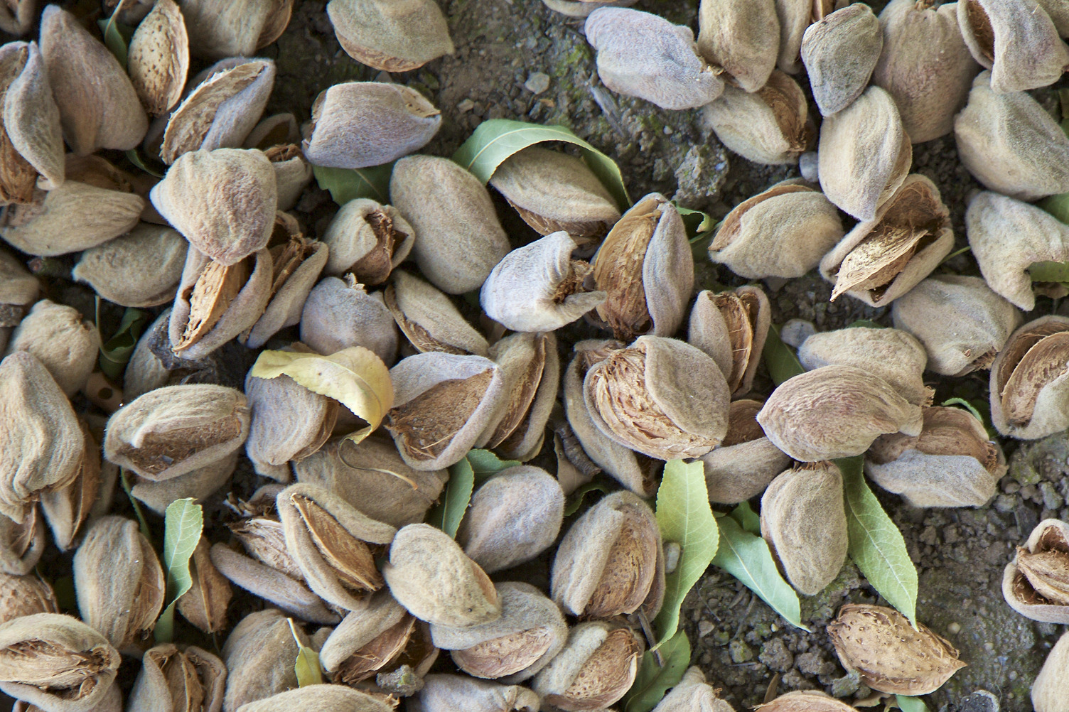 Almonds in shell on ground