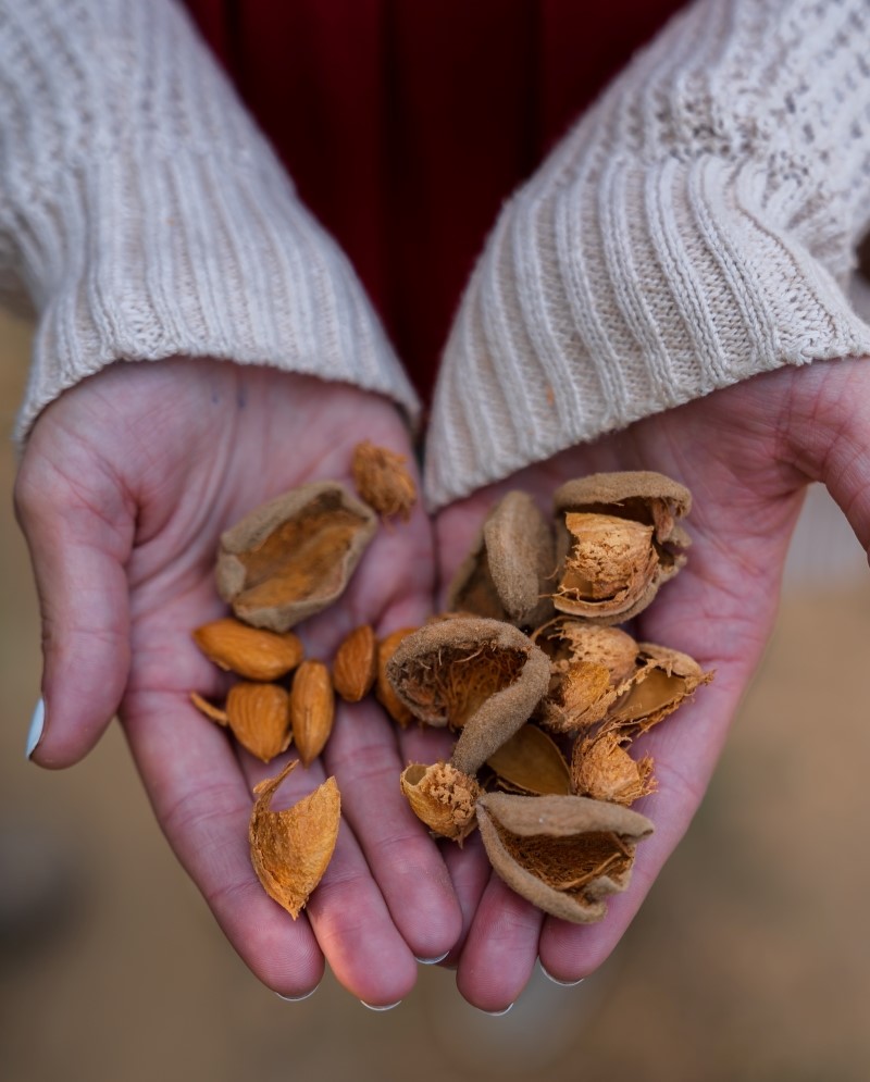 Handful of almonds including hulls and shells