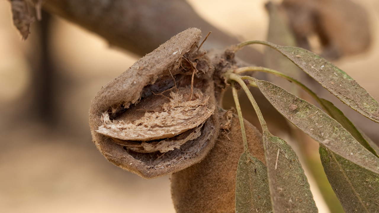 Damaged Almond and Hull