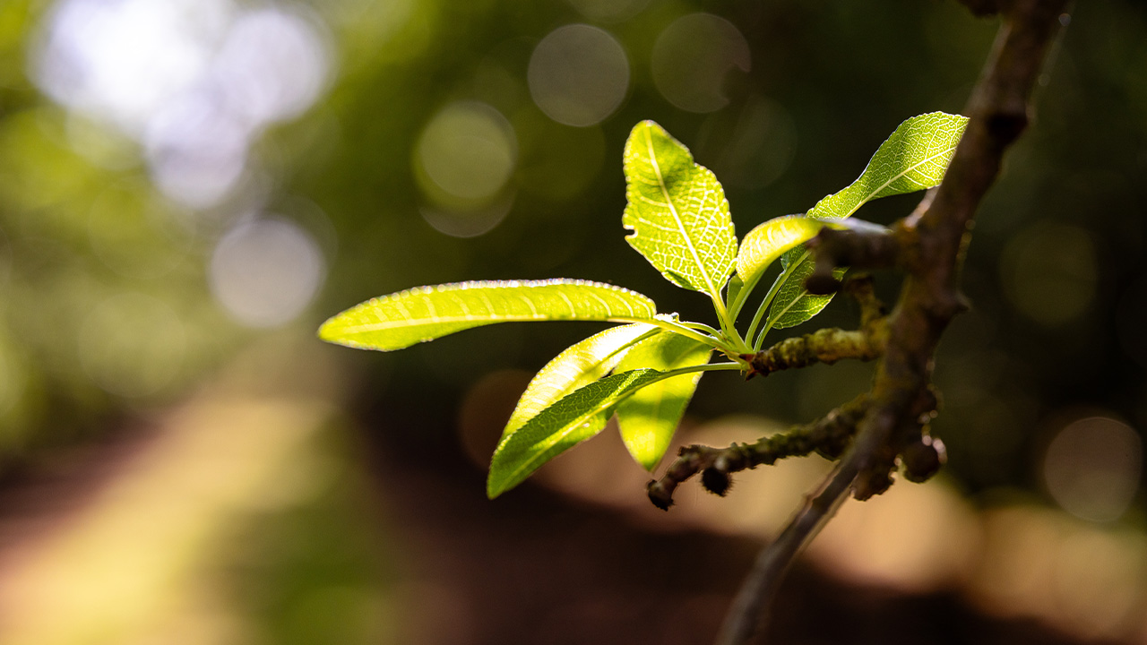 Green Shoot