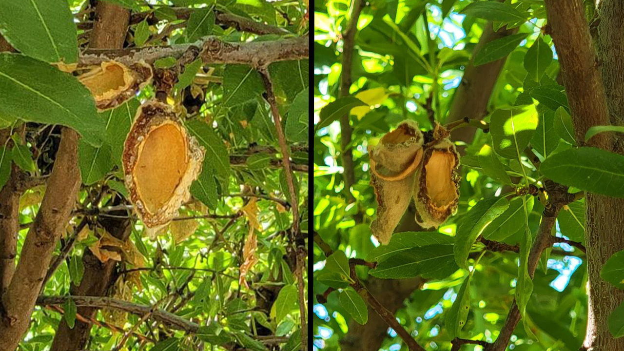As well as equipment and tree damage, rats are eating the the nuts themselves on the tree. 