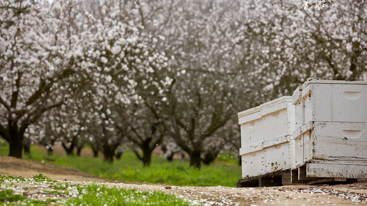Hives in an orchard