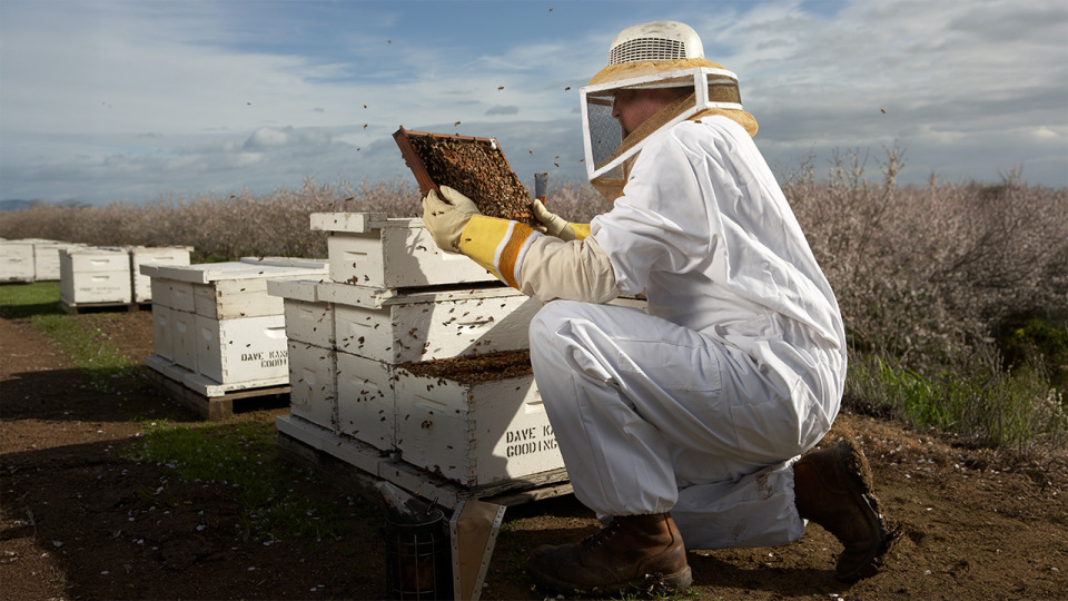 Bee researcher in almond orchard