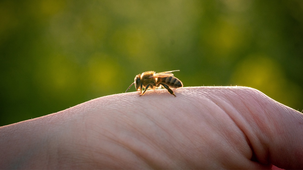 Bee on Hand