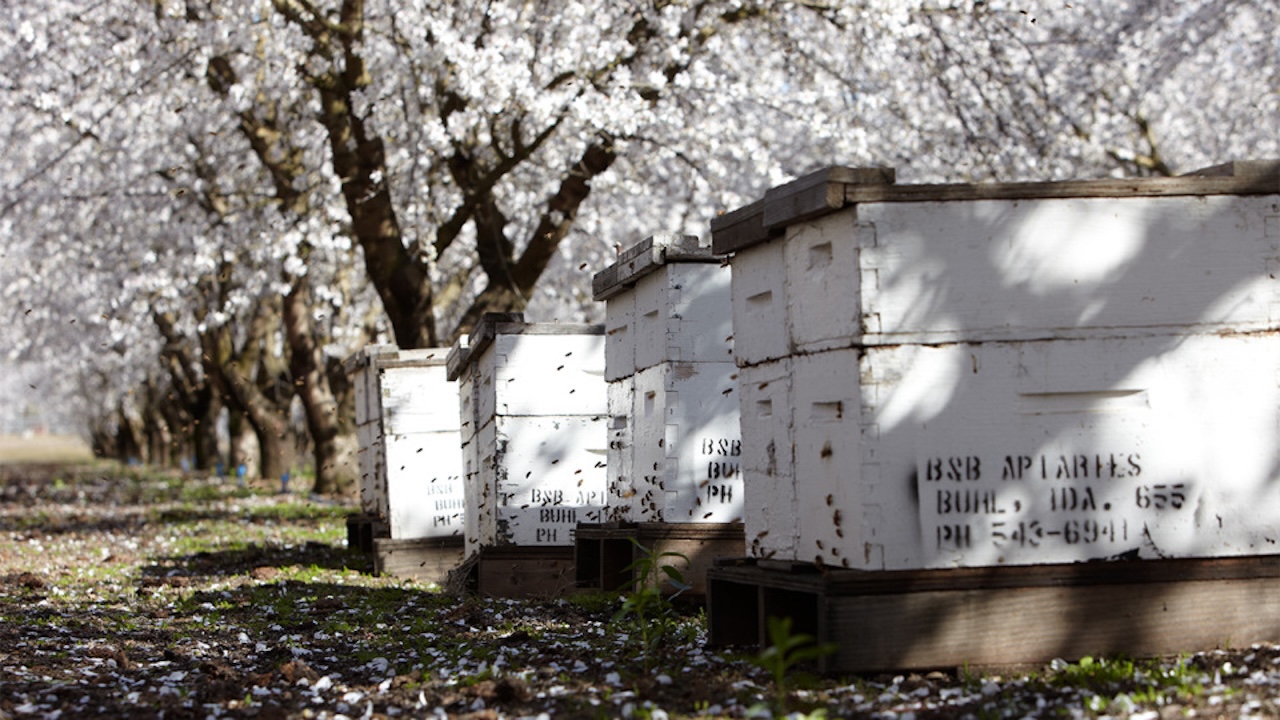 Hives in orchard
