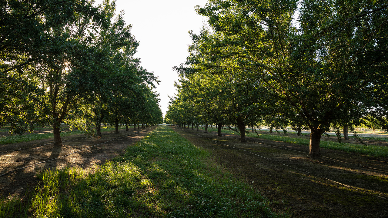 Green Almond Orchard