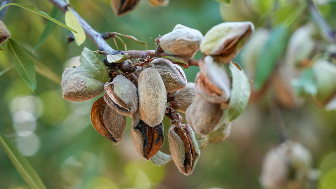 Almond Hull Rot
