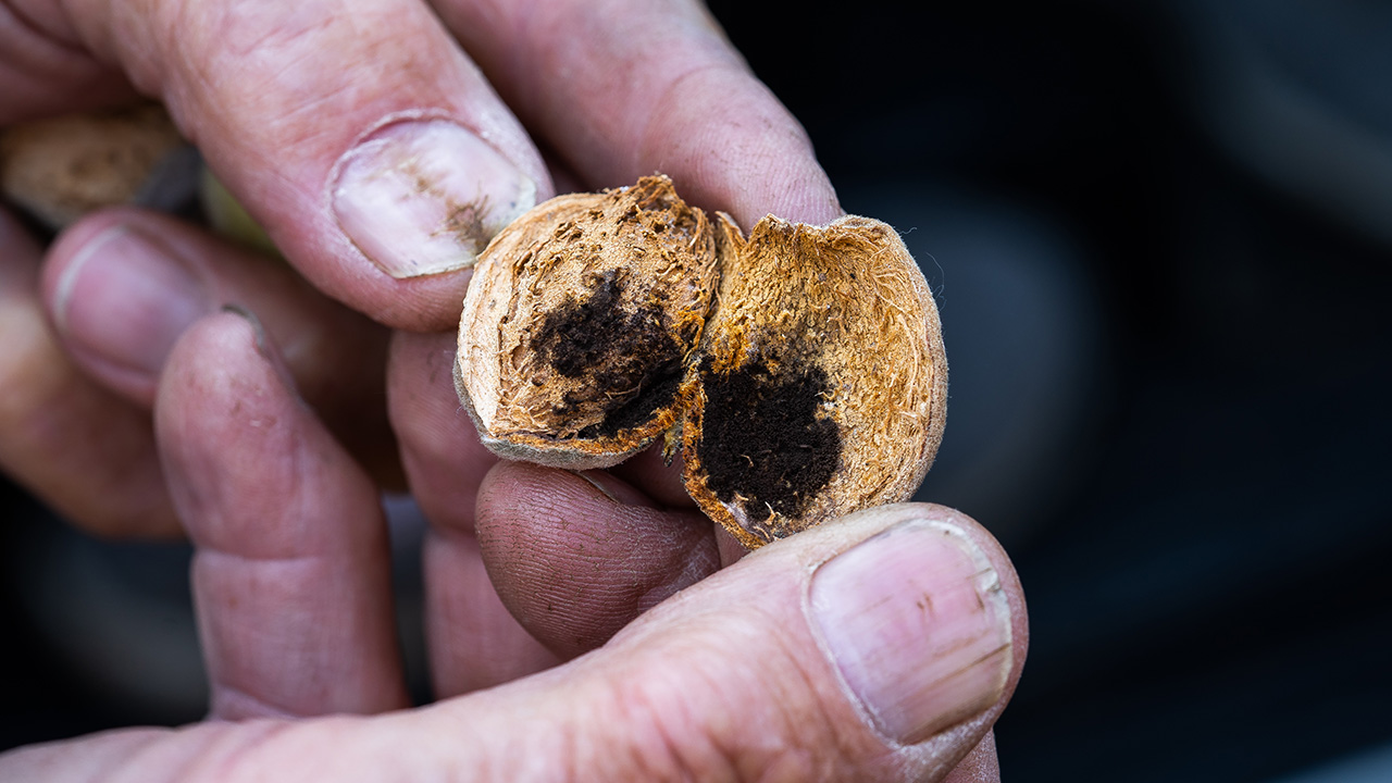 Almond Hull Rot 