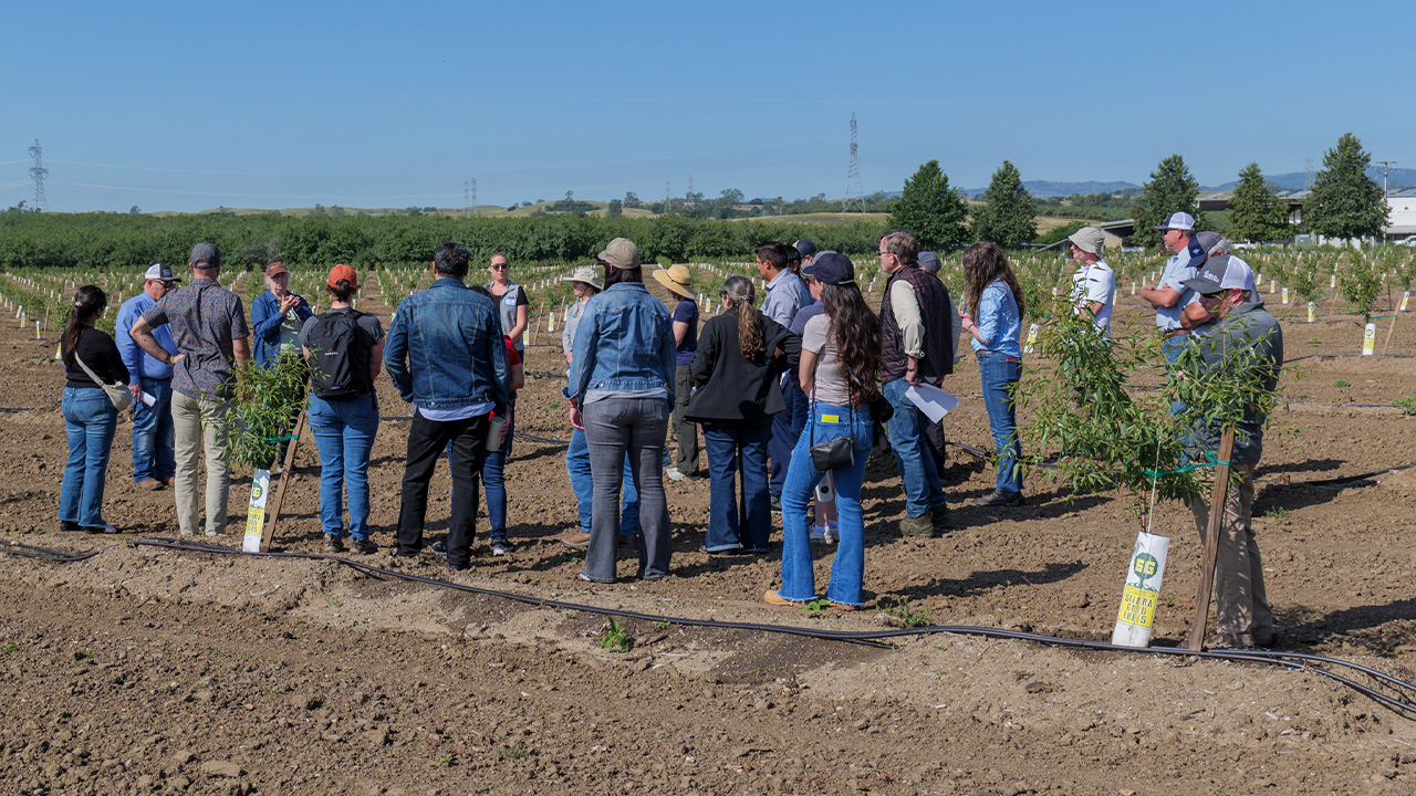 Regulators in a young orchard