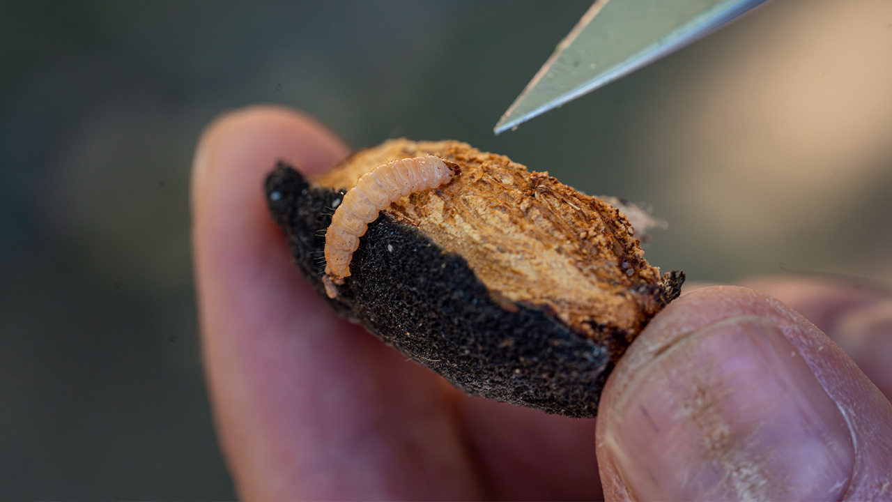 Almonds