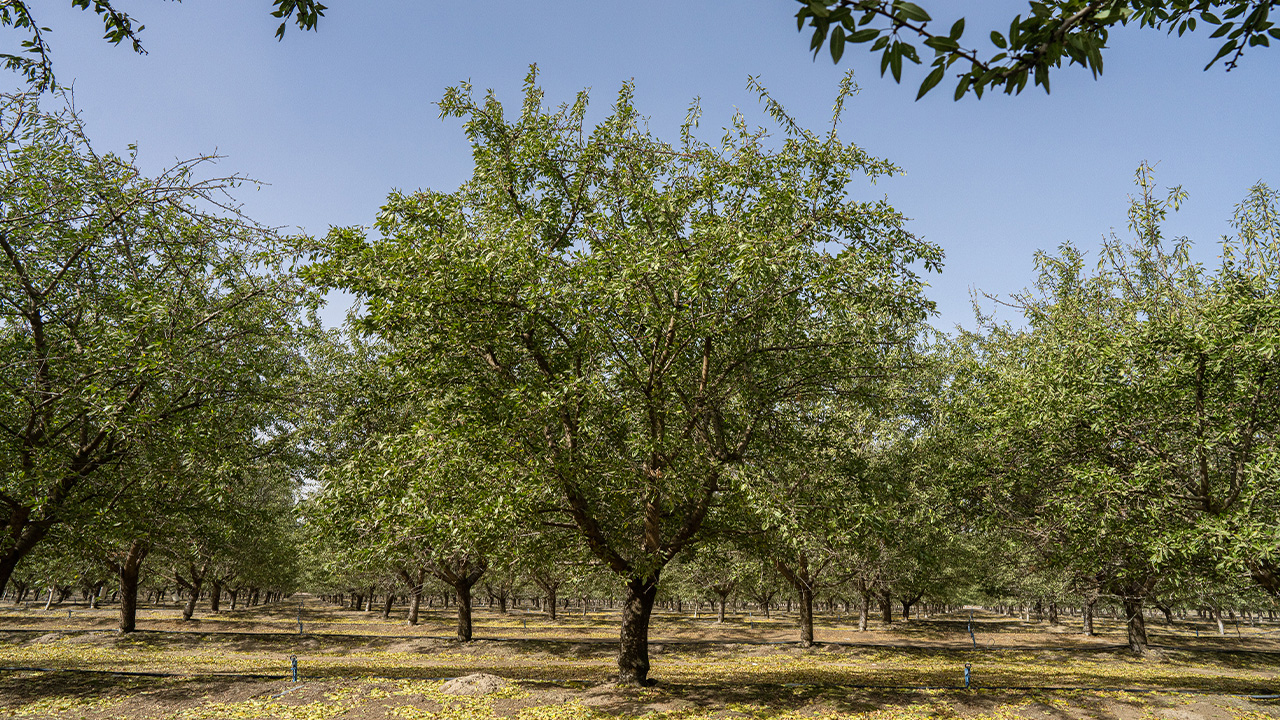 Almonds