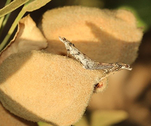 Navel Orangeworm