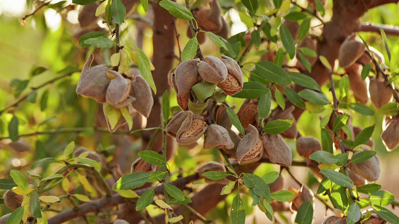Almonds