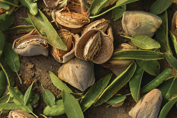 Almonds