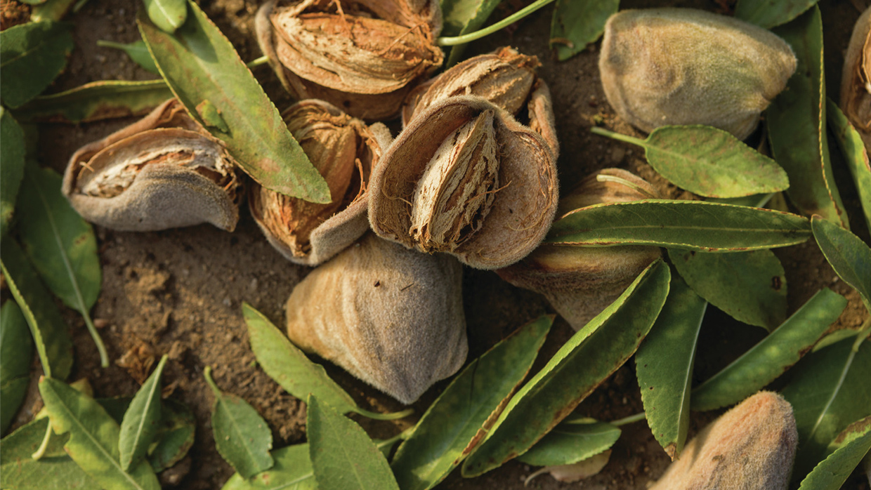Almonds