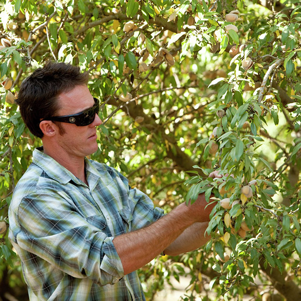 Farmer inspecting almonds on a tree