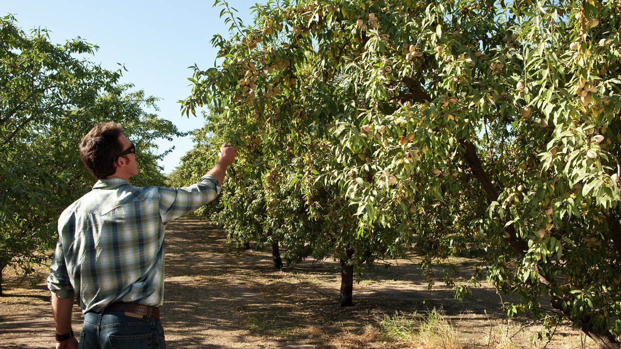 Farmer inspecting almonds on a tree in an orchard
