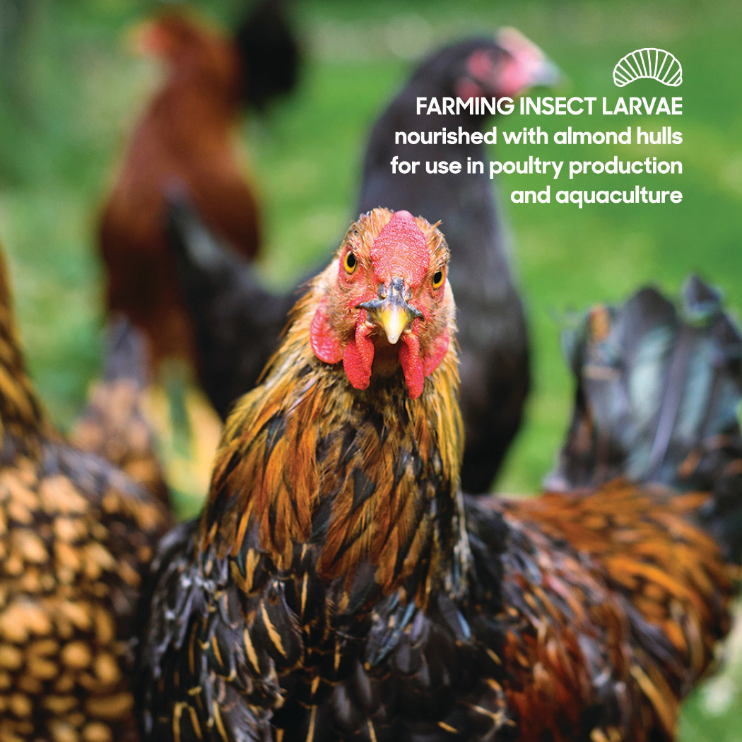 Insect Farming Poultry Feed Social Graphic.jpg