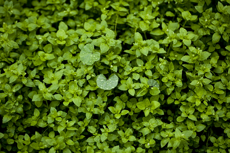 cover crop
