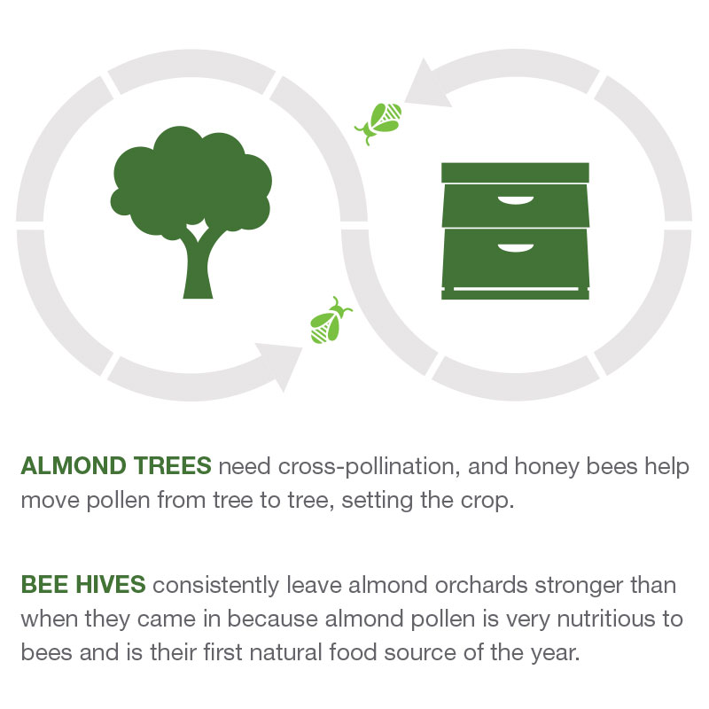 What is #AlmondSustainability?