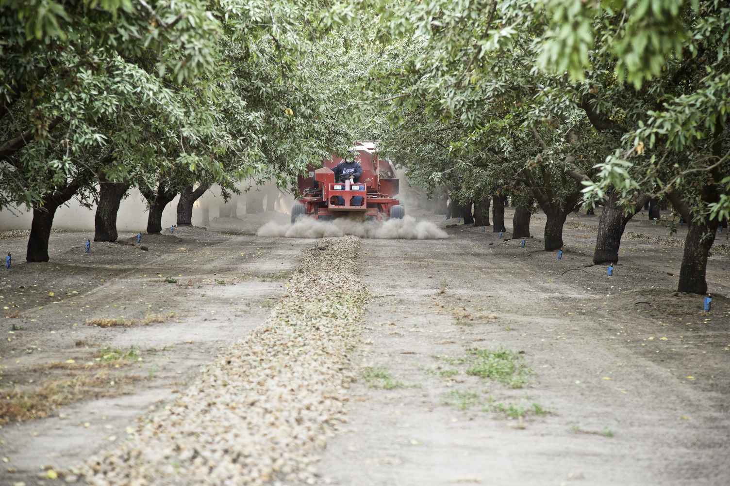 Pick up at almond harvest